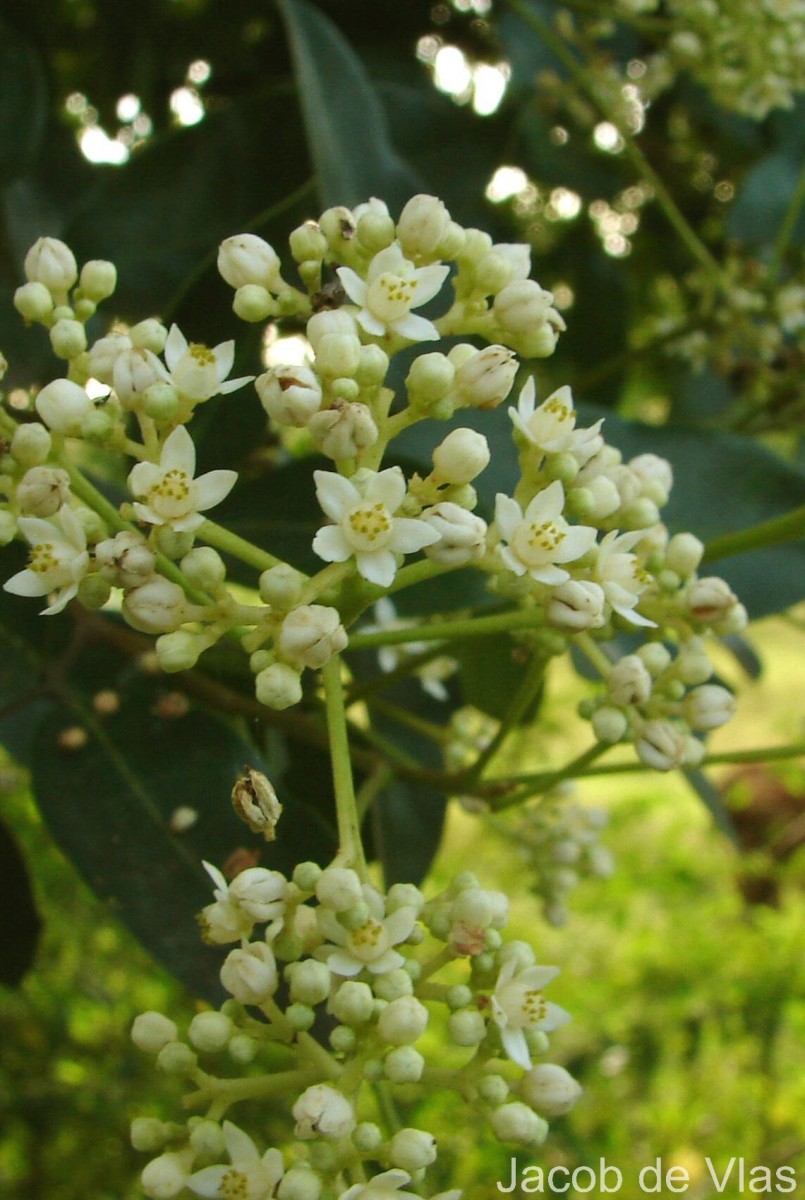 Walsura trifoliolata
